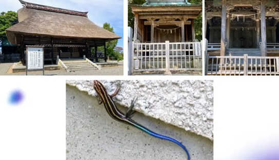 奴奈川神社・天津神社・青いトカゲ