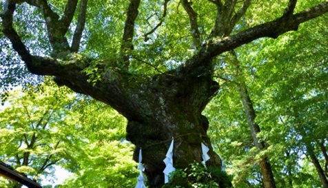 碓氷峠しなの木と熊野皇大神社で心と運気を満たすパワースポットの旅