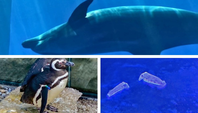 上越市立水族博物館