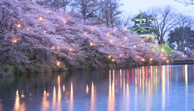 上越市高田城の桜